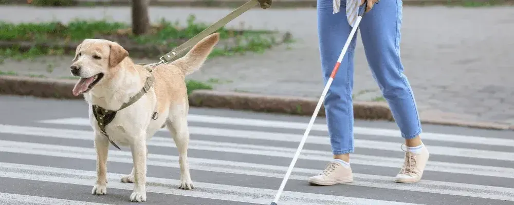 Pies dla niewidomych cena – ile naprawdę kosztuje szkolenie psa?