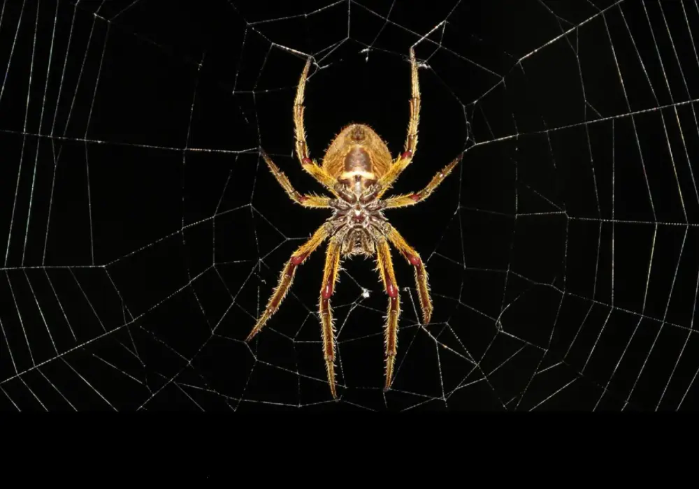 Arachnofobia - Skąd się bierze lęk przed pająkami i jak go pokonać?