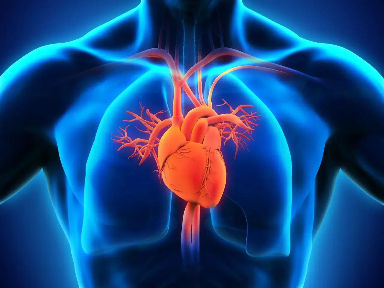 Anatomical rendering of the human chest showing the heart and lungs. The orange heart is centrally located, with blood vessels branching out. The blue lungs surround the heart.
