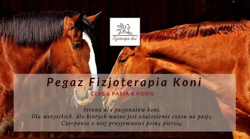 Zdjęcie Ile zarabia fizjoterapeuta koni? Poznaj zaskakujące fakty o pensjach