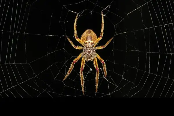Arachnofobia - Skąd się bierze lęk przed pająkami i jak go pokonać?